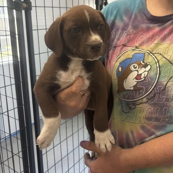 Marshmallow Peep thumbnail 4