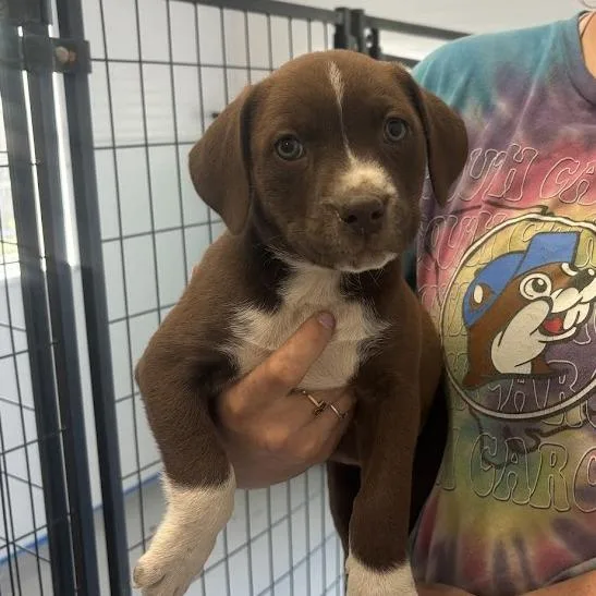 Marshmallow Peep thumbnail 5