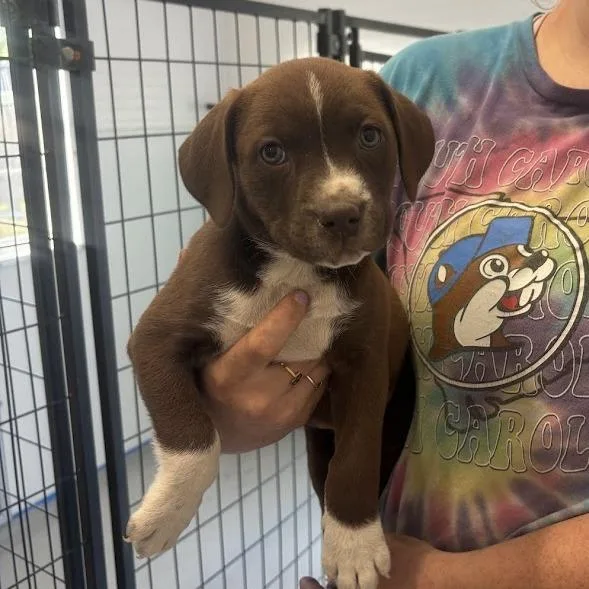 A baby small-sized female Brown / Chocolate Labrador Retriever dog named Marshmallow Peep for adoption in North Charleston, SC
