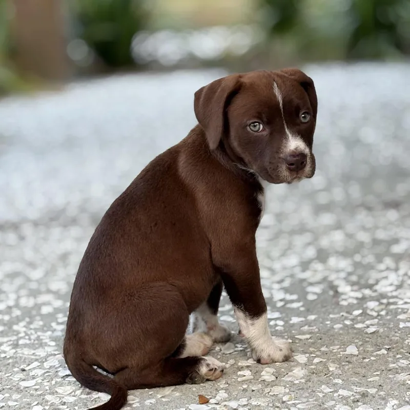 Marshmallow Peep thumbnail 6