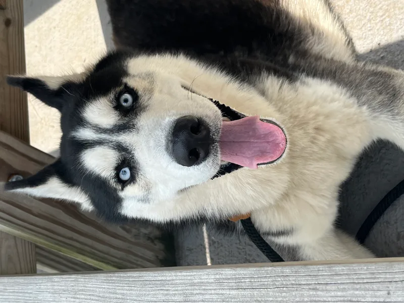 An adult large-sized male Black Siberian Husky dog named Aspen for adoption in Plainfield, NJ