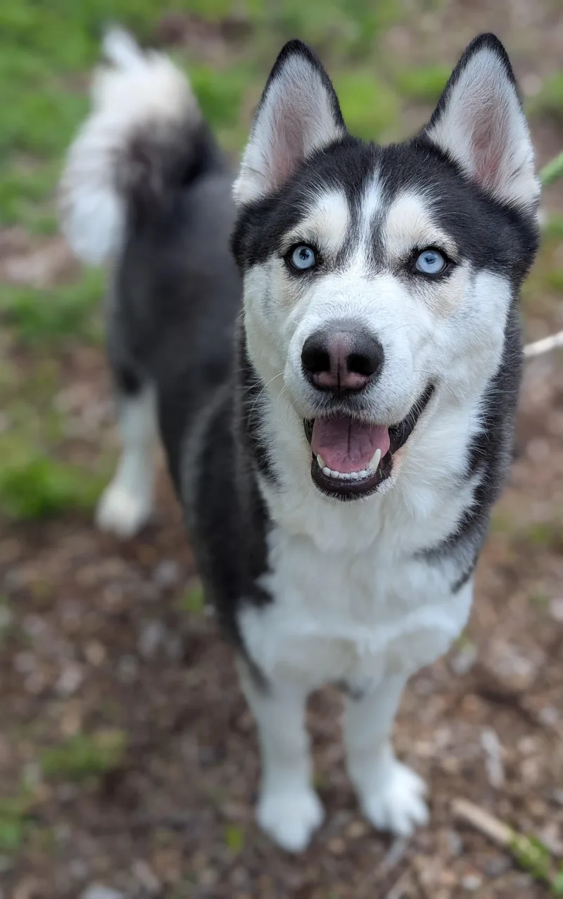 Aspen thumbnail 2