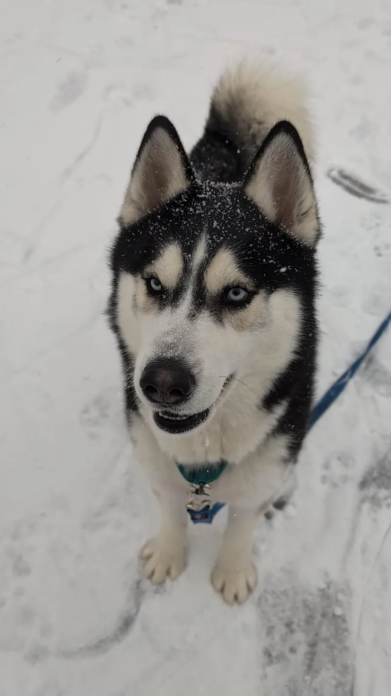 Aspen thumbnail 4
