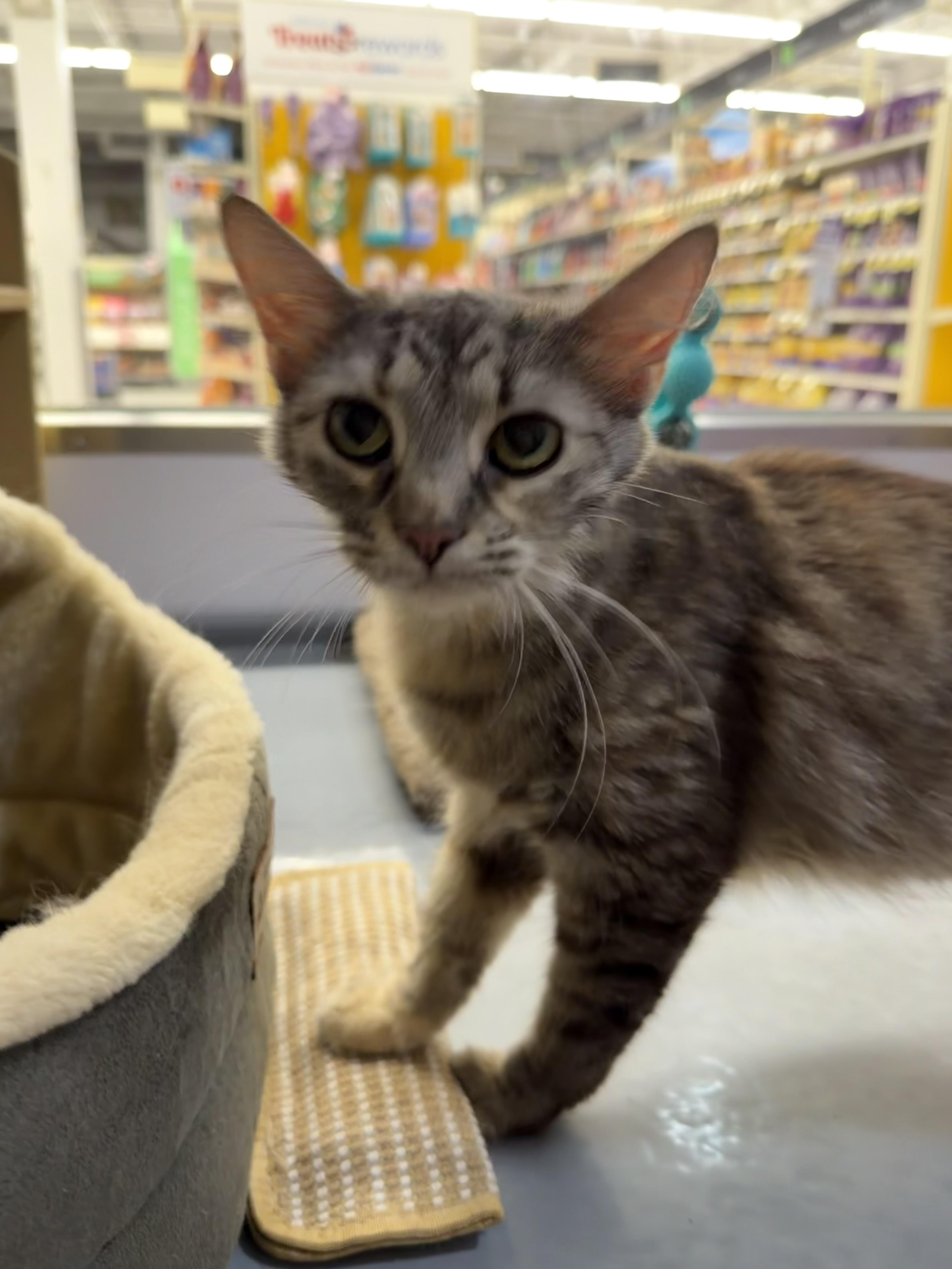 A baby small-sized female Tabby (Brown / Chocolate) Domestic Medium Hair cat named Sweet potato for adoption in Syosset, NY