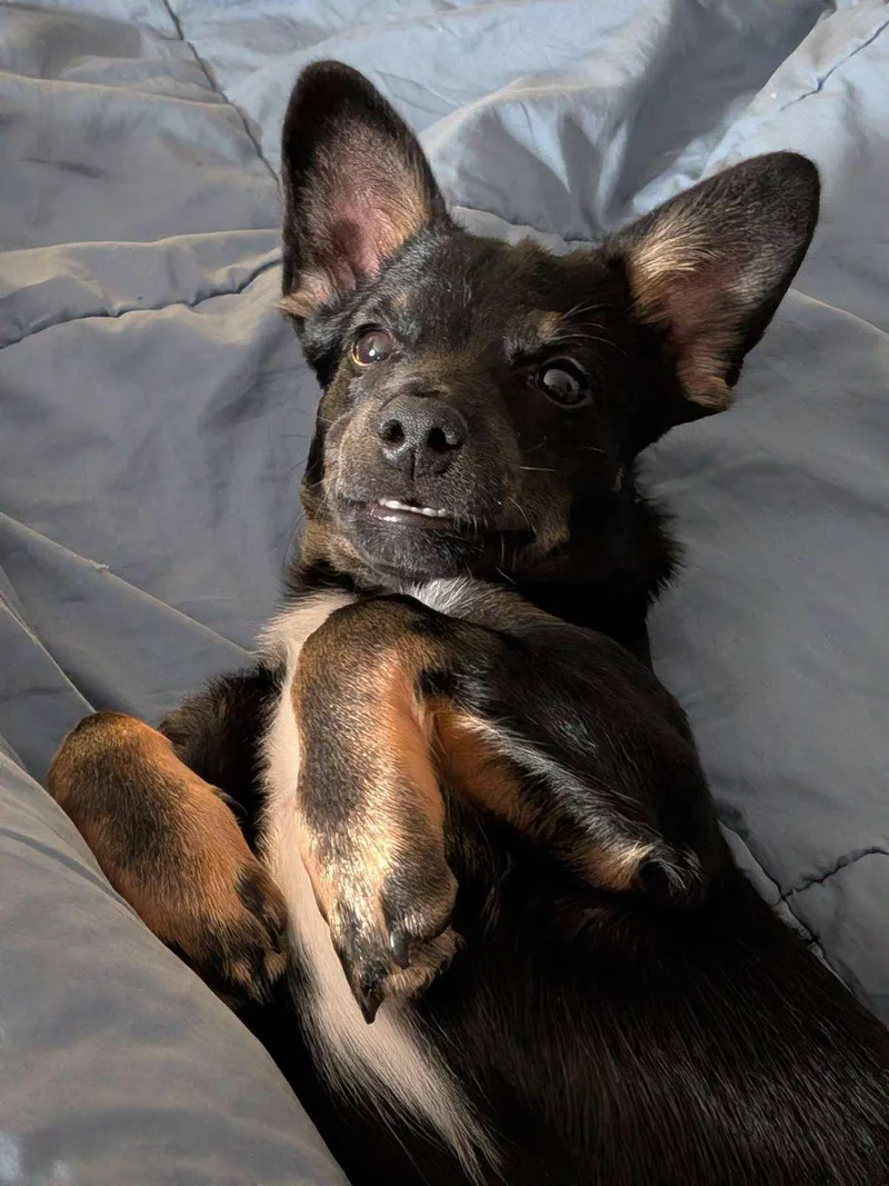 A baby medium-sized male Terrier dog named Biscuit for adoption in Palatine, IL