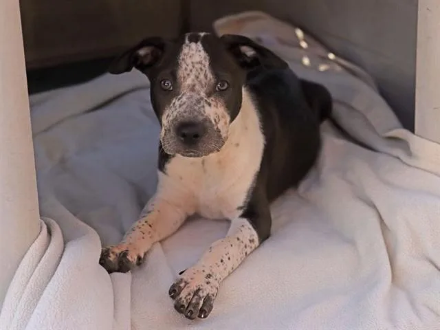A baby small-sized male Pit Bull Terrier dog named Cypress for adoption in Ojai, CA