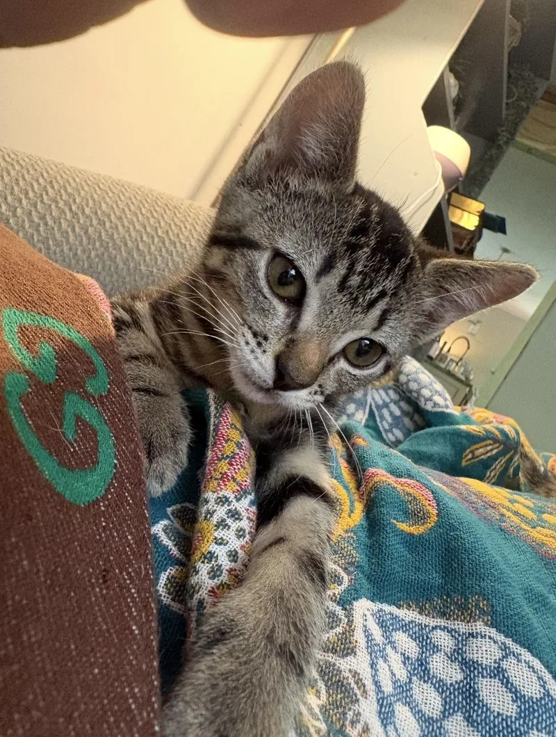 A baby medium-sized female Tabby (Gray / Blue / Silver) Domestic Short Hair cat named Easter Lily for adoption in Kannapolis, NC