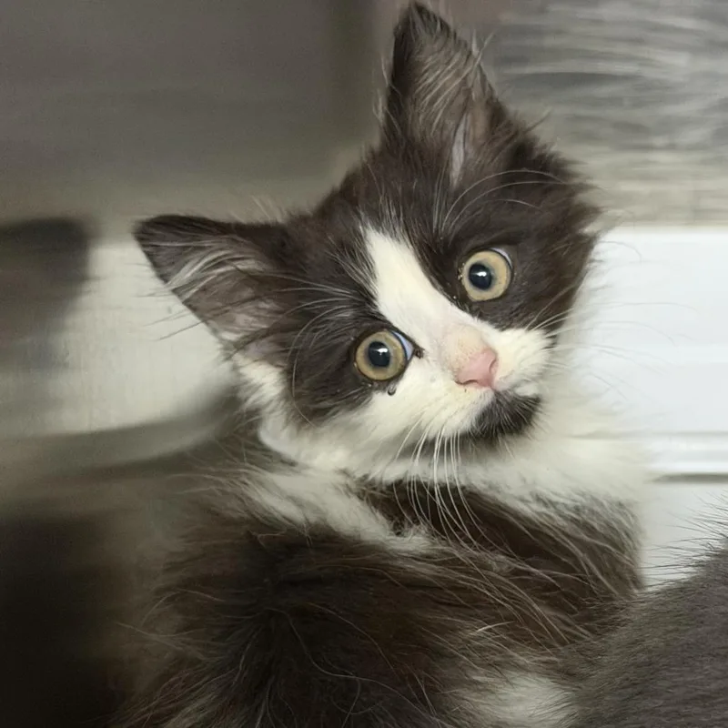 A baby small-sized female Black Domestic Long Hair cat named Elowen for adoption in Marion, VA