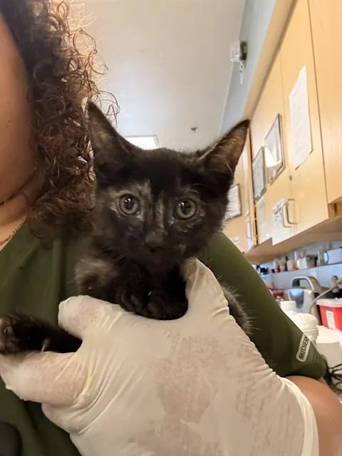 A baby small-sized female Domestic Short Hair cat named Murex for adoption in Riverside, CA