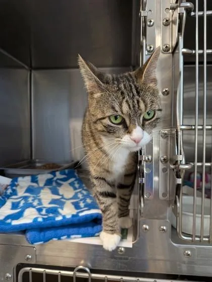 A baby medium-sized female Domestic Short Hair cat named Luli for adoption in Bridgewater, NJ