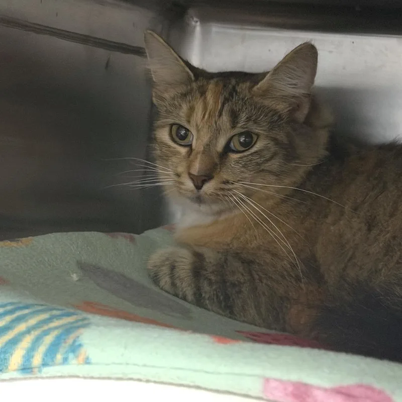 An adult small-sized female Torbie Domestic Medium Hair cat named Giselle for adoption in Marion, VA