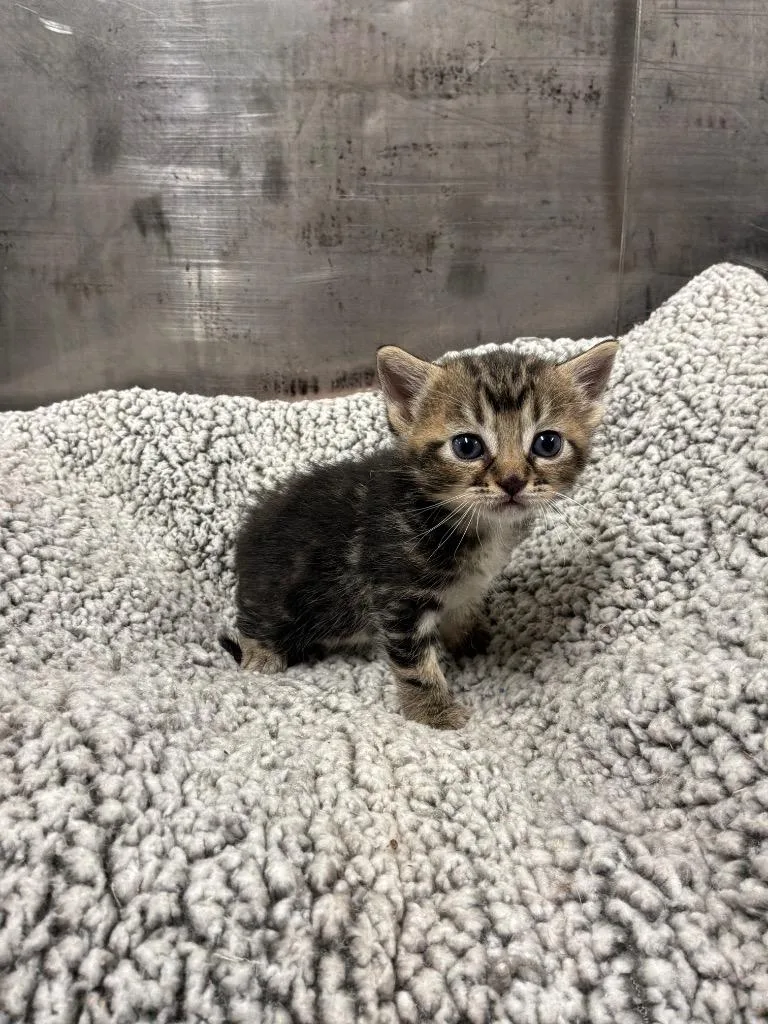 A baby medium-sized male Tabby (Buff / Tan / Fawn) Tabby cat named Tiramisu for adoption in Mira Loma, CA