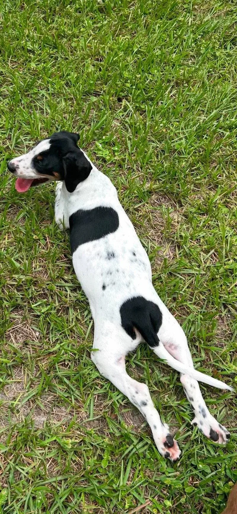 A baby large-sized male Irish Setter dog named Leonard Puppy of for adoption in Osteen, FL