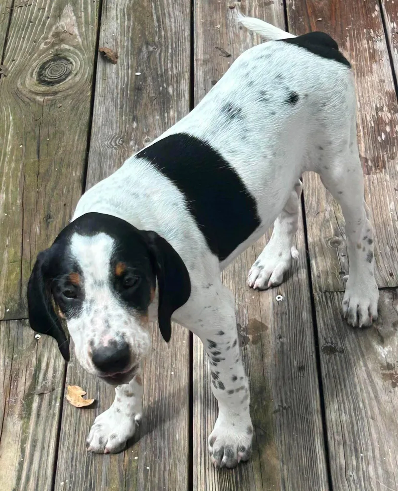 Leonard  Puppy of thumbnail 3