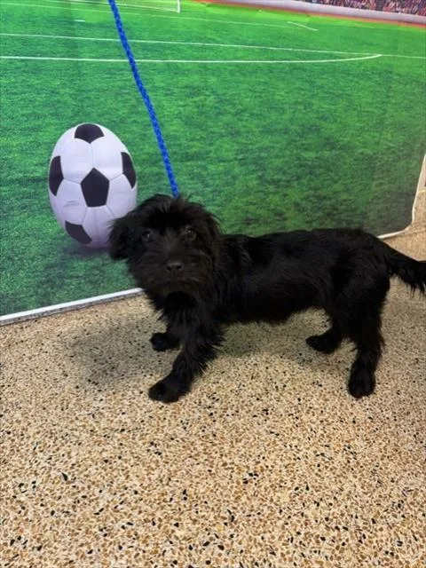 A baby small-sized female Schnauzer dog named Lala for adoption in Miami, FL
