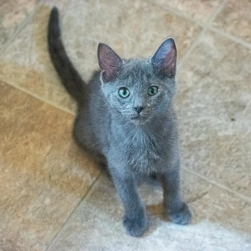 A baby medium-sized male Gray / Blue / Silver Domestic Short Hair cat named Augustus aka Gus for adoption in Shippenville, PA