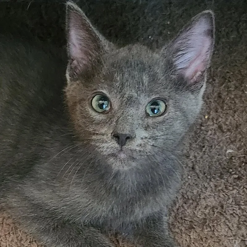 Augustus aka Gus thumbnail 2