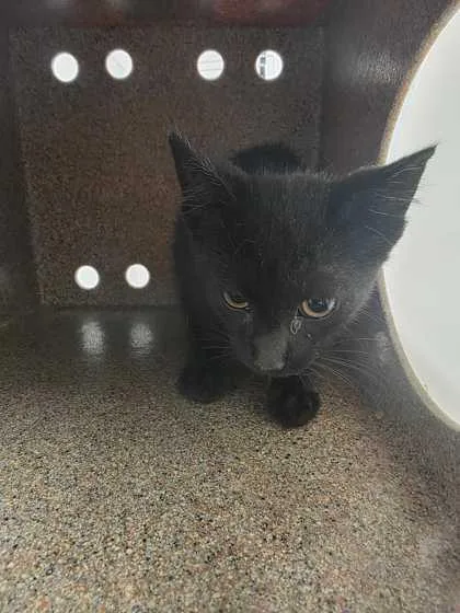 A baby medium-sized female Domestic Short Hair cat named Prizzle for adoption in Sevierville, TN