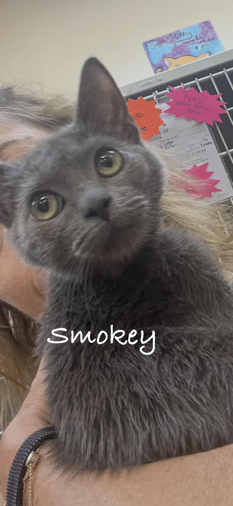 A baby small-sized male Smoke Domestic Short Hair cat named Smokey for adoption in Las Vegas, NV