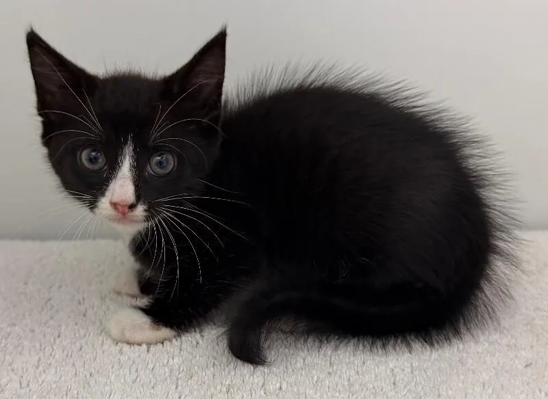 Basil