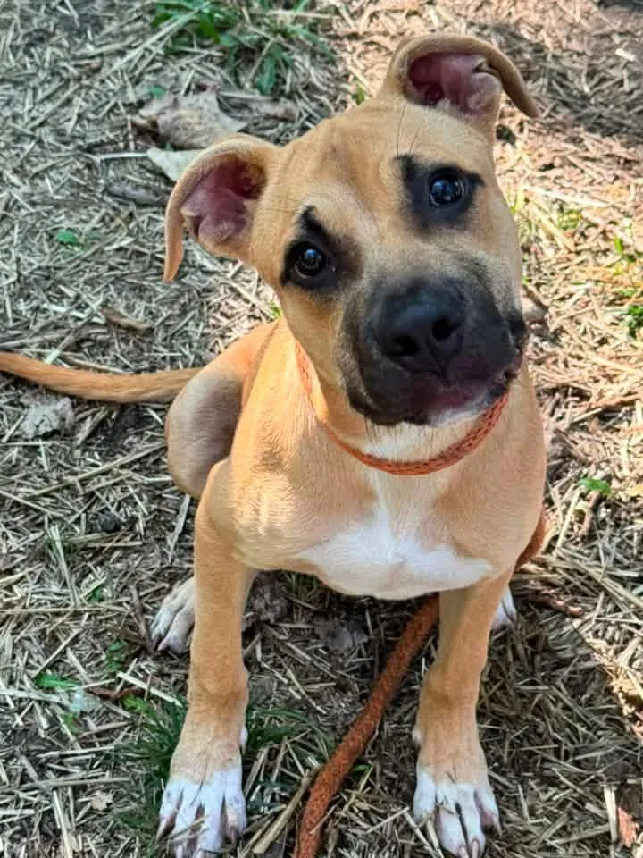 A young medium-sized male Pit Bull Terrier dog named Cuttlefish for adoption in Chicago, IL