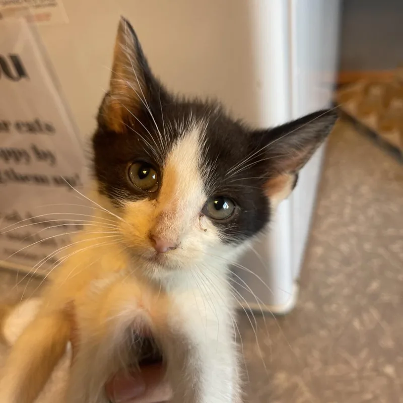 A baby small-sized male Black Domestic Short Hair cat named Billy for adoption in Marion, IL