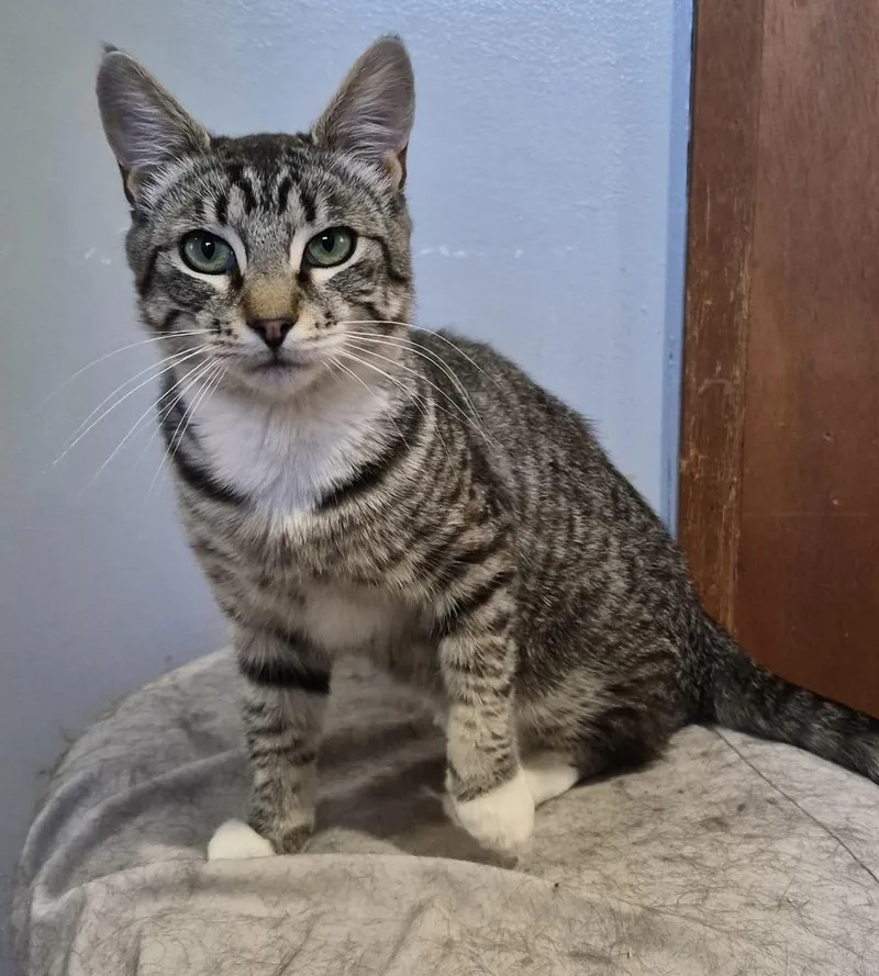 A young small-sized male Tabby (Gray / Blue / Silver) Domestic Short Hair cat named Max for adoption in Pendleton, OR