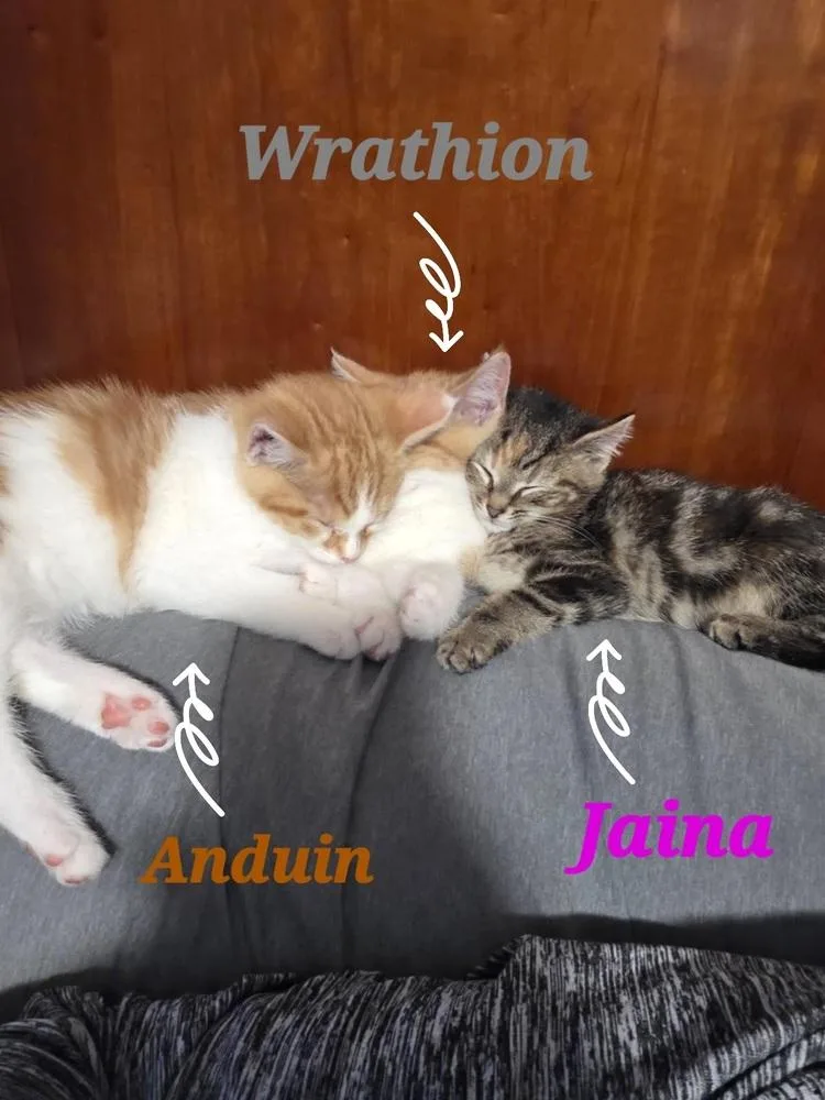 An adult small-sized female Domestic Short Hair cat named Jaina for adoption in Lorain, OH
