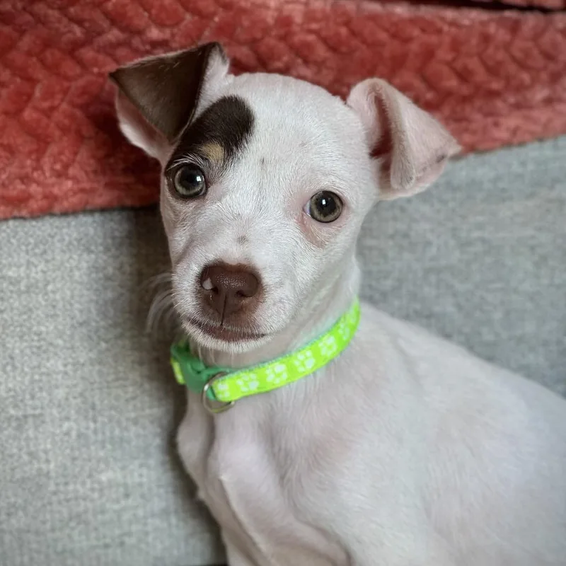 Archie