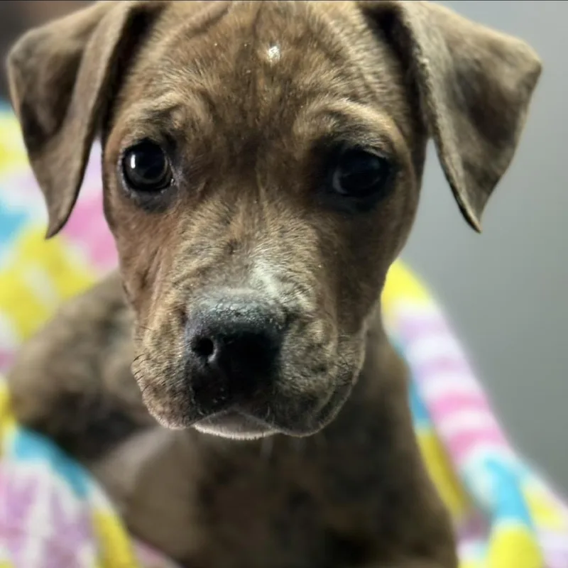 Paisley Pup: Lady thumbnail 2