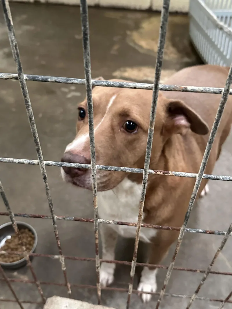 Hullaballu thumbnail 2