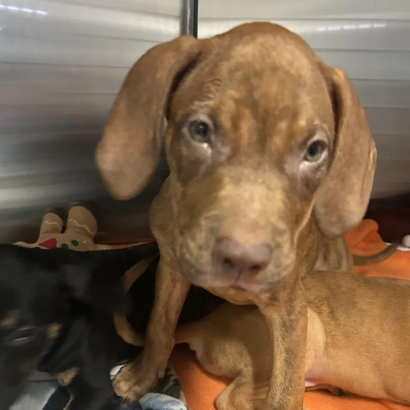 A baby medium-sized male Yellow / Tan / Blond / Fawn Mixed Breed dog named Danish for adoption in Pensacola, FL