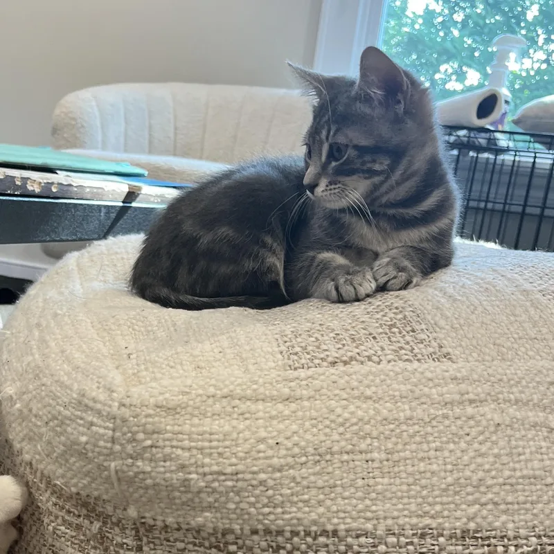 A baby small-sized female Gray / Blue / Silver Domestic Short Hair cat named Maple for adoption in Huntington, NY