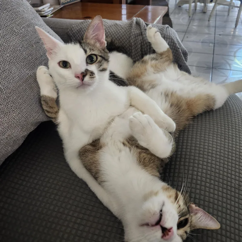 A young medium-sized male Tabby (Brown / Chocolate) Domestic Short Hair cat named Gonzo and Enzo for adoption in Monrovia, CA