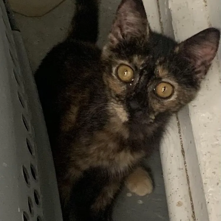A baby small-sized female Black Domestic Short Hair cat named Lavender for adoption in Woodstock, VA