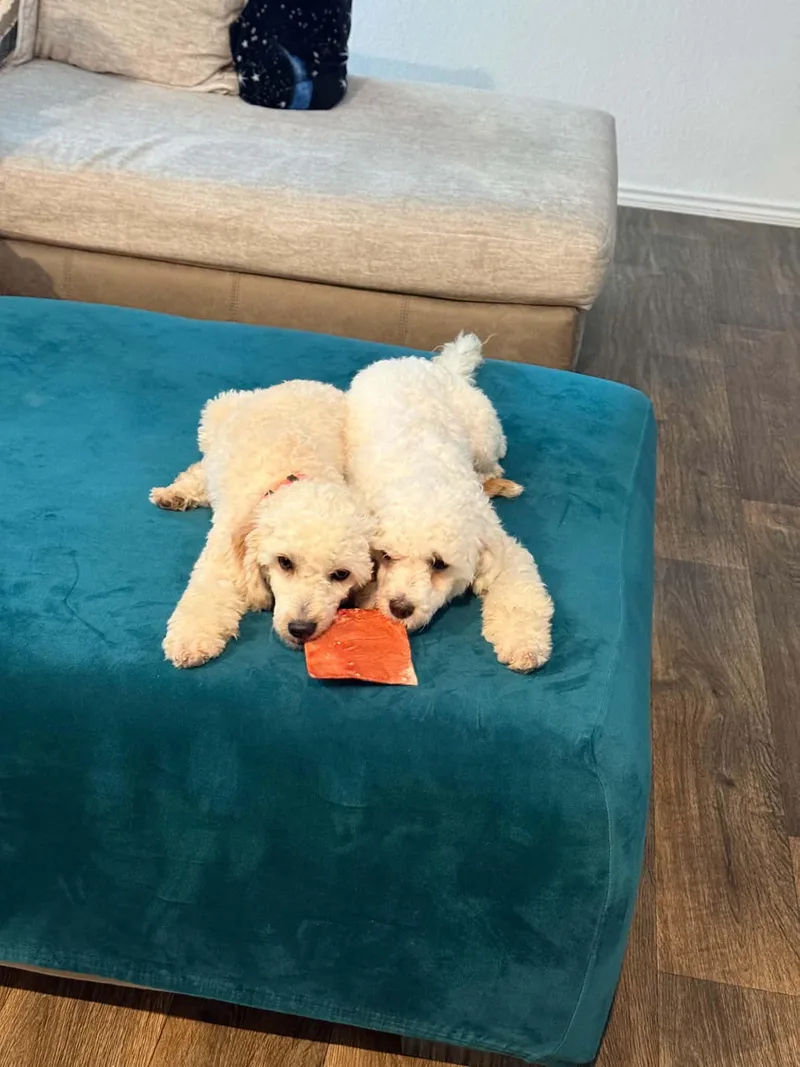 A young small-sized female Miniature Poodle dog named Leni and Louis for adoption in conroe, TX