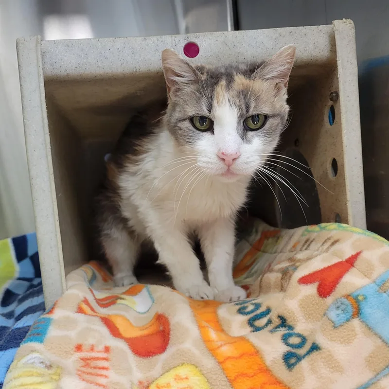 A senior medium-sized female Dilute Calico Domestic Short Hair cat named Josie for adoption in Cathedral City, CA