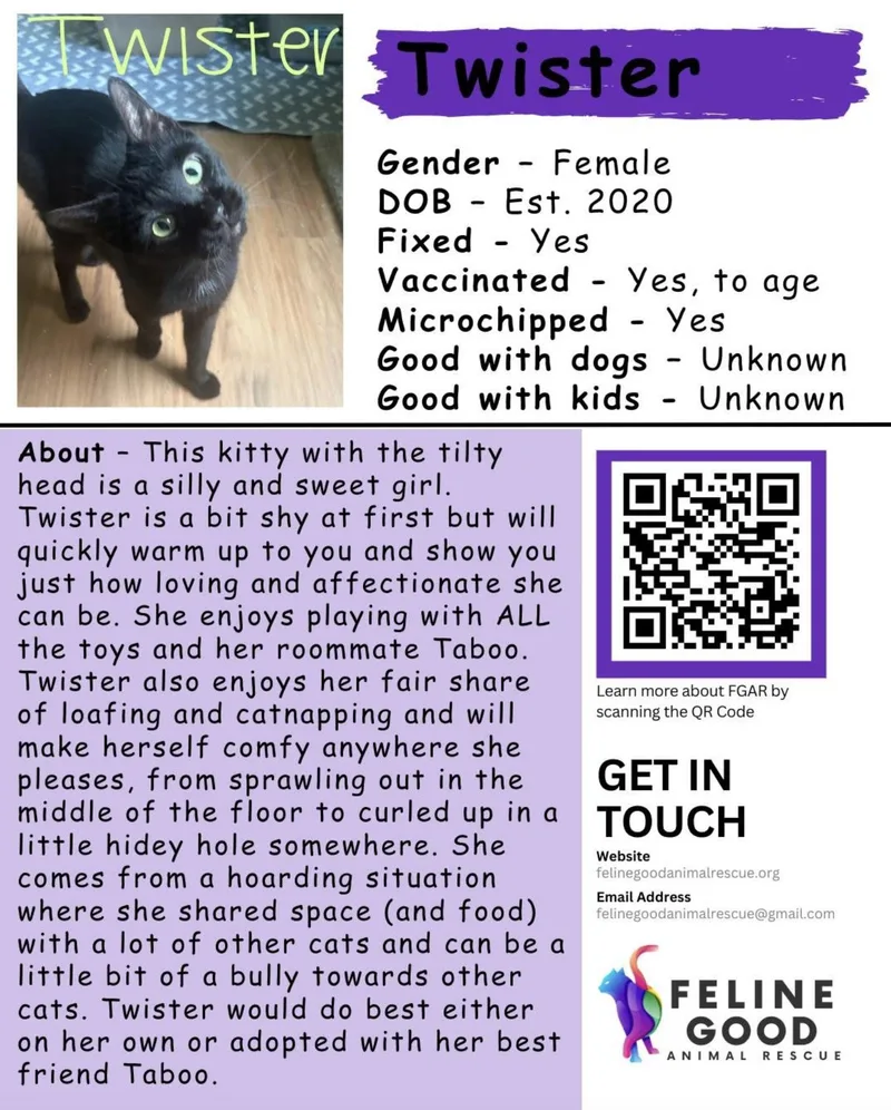 An adult medium-sized female Black Domestic Short Hair cat named Twister for adoption in Eugene, OR