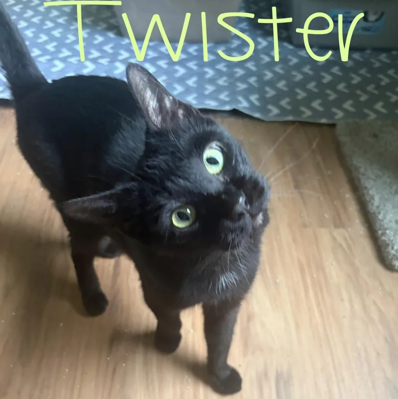 Twister thumbnail 2