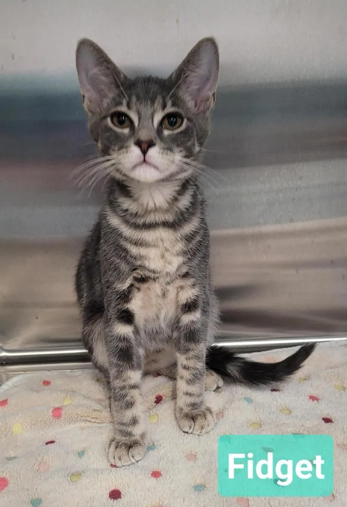 A baby small-sized male Domestic Short Hair cat named Fidget for adoption in Richmond, IN