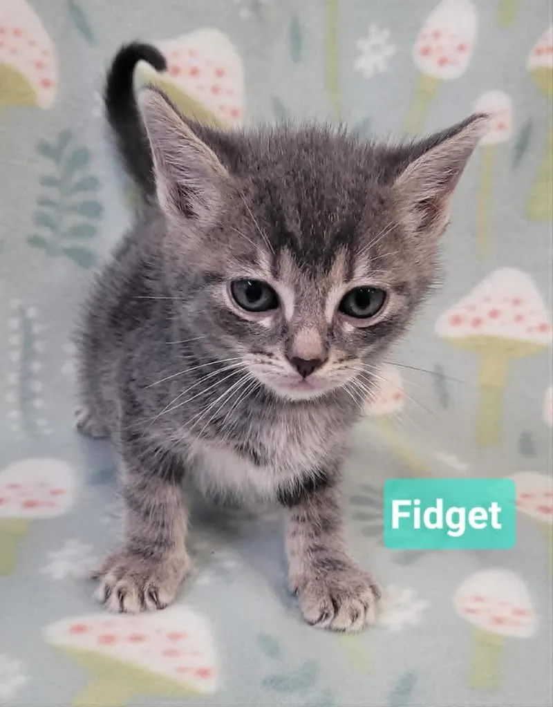 Fidget thumbnail 3