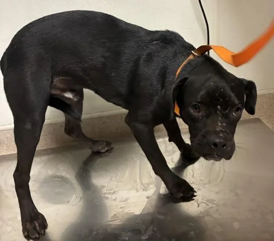 A young medium-sized male Pit Bull Terrier dog named Rick for adoption in Bakersfield, CA