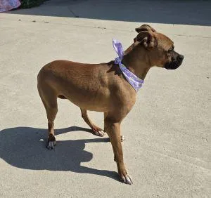 An adult medium-sized female Boxer dog named Daisy May for adoption in Bucyrus, OH
