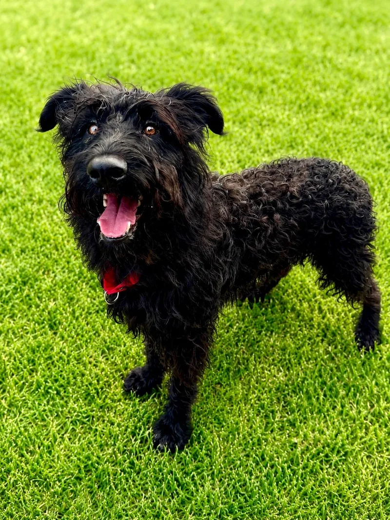 A young medium-sized male Labradoodle dog named Leo for adoption in Long Beach, NY