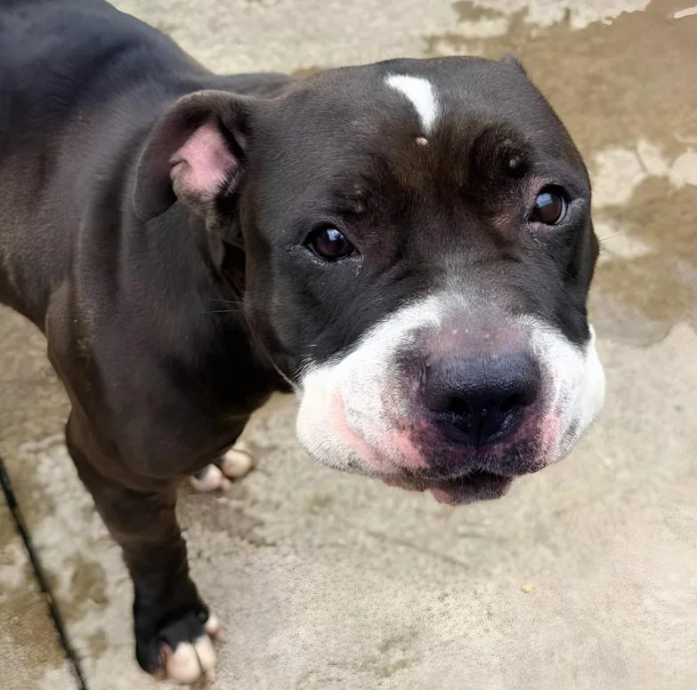 A young medium-sized female Bicolor Pit Bull Terrier dog named Spinderella for adoption in Naperville, IL