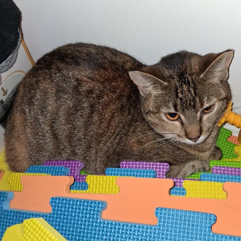 An adult medium-sized female Brown / Chocolate Domestic Medium Hair cat named Twilight for adoption in Asheville, NC