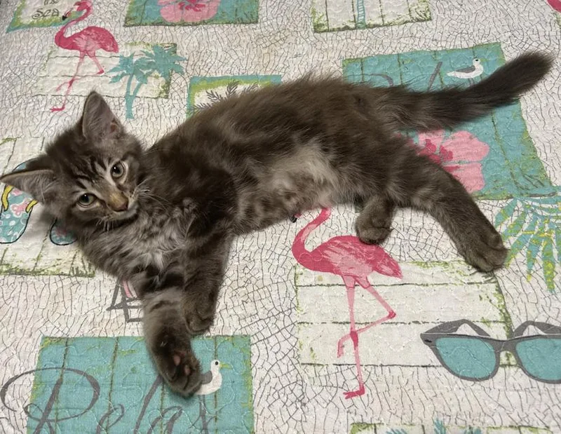A baby small-sized male Brown / Chocolate Domestic Long Hair cat named Fuzzy for adoption in Columbus, IN