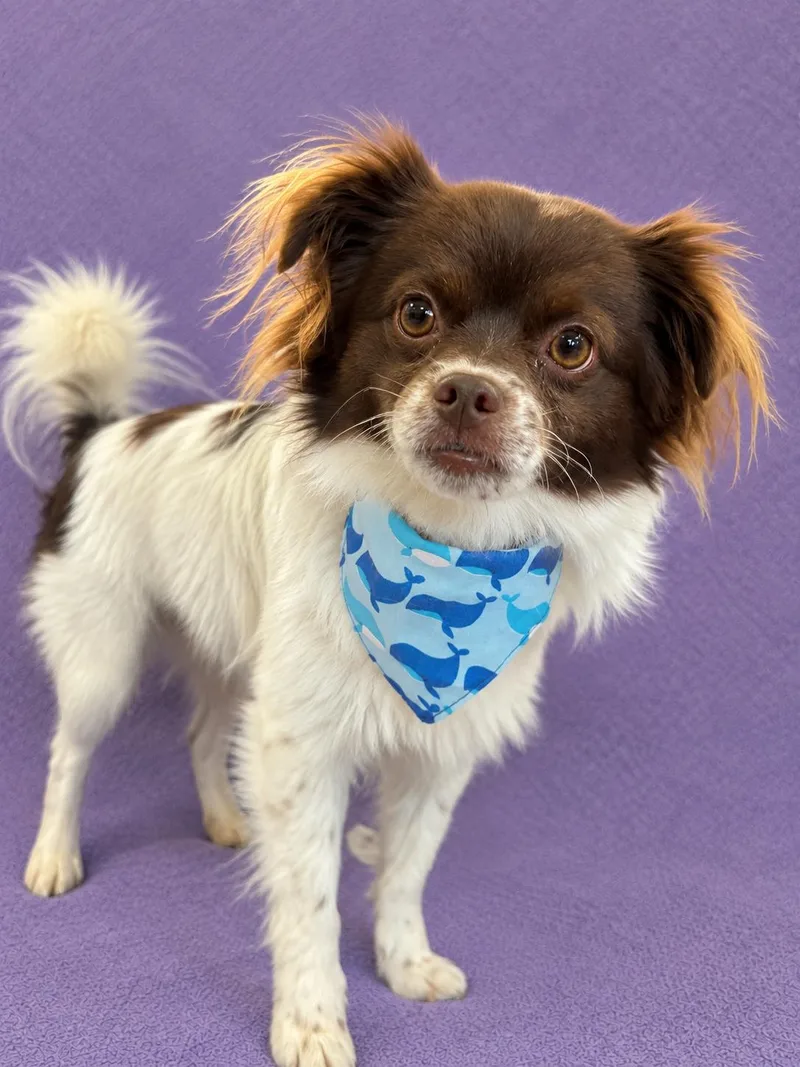 A young small-sized male White / Cream Papillon dog named Maverick for adoption in Lodi, CA