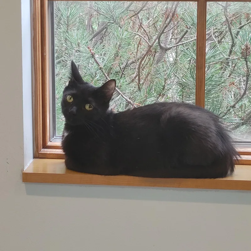A young medium-sized female Black Domestic Short Hair cat named India for adoption in Ann Arbor, MI