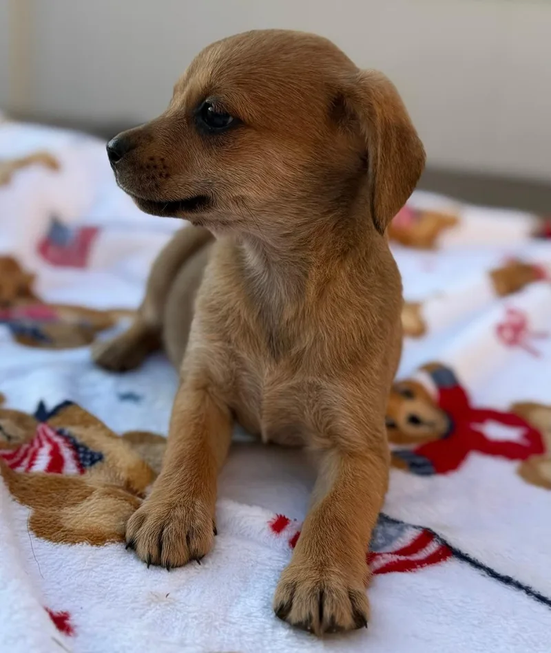 A baby small-sized female Yellow / Tan / Blond / Fawn Norfolk Terrier dog named Daisy for adoption in Calera, AL
